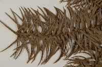 杉木藏品圖，第5張