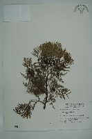 側柏藏品圖，第1張