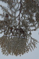 側柏藏品圖，第3張