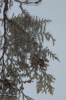 側柏藏品圖，第4張