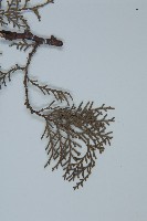 側柏藏品圖，第5張