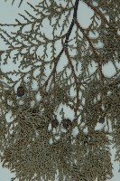 側柏藏品圖，第3張