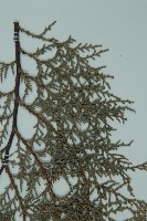 側柏藏品圖，第4張