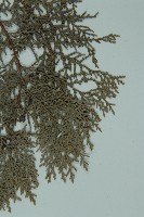 側柏藏品圖，第5張