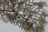 側柏藏品圖，第3張