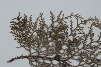 側柏藏品圖，第4張