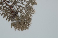 側柏藏品圖，第5張