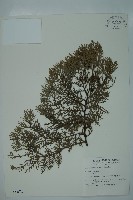 側柏藏品圖，第1張