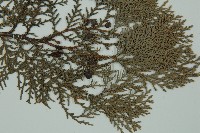 側柏藏品圖，第3張