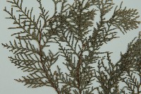 側柏藏品圖，第4張