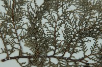 側柏藏品圖，第5張