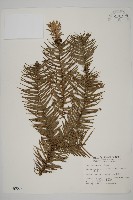 杉木藏品圖，第1張