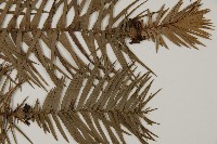 杉木藏品圖，第3張