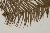 杉木藏品圖，第4張