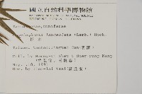 杉木藏品圖，第2張