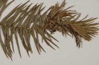 杉木藏品圖，第3張