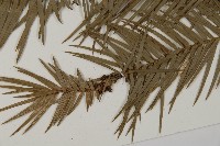 杉木藏品圖，第4張