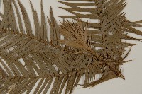 杉木藏品圖，第5張