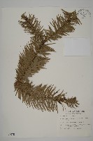 杉木藏品圖，第1張