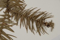 杉木藏品圖，第3張