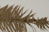 杉木藏品圖，第4張