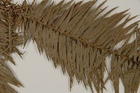 杉木藏品圖，第5張