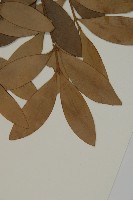 竹柏、南攻竹柏藏品圖，第4張