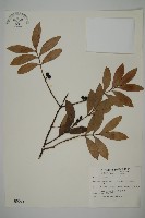 竹柏、南攻竹柏藏品圖，第1張