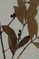 竹柏、南攻竹柏藏品圖，第3張