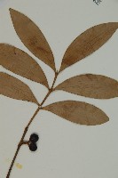 竹柏、南攻竹柏藏品圖，第4張