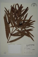 桃實百日青藏品圖，第1張