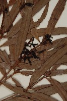 桃實百日青藏品圖，第3張