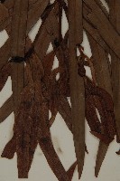 桃實百日青藏品圖，第4張