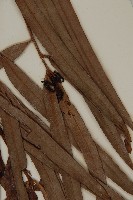 桃實百日青藏品圖，第5張