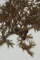 刺柏藏品圖，第3張