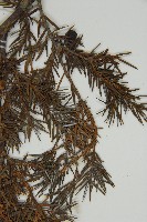 刺柏藏品圖，第5張