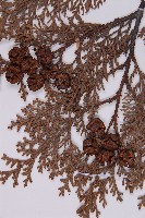 臺灣扁柏藏品圖，第3張