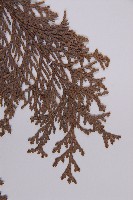 臺灣扁柏藏品圖，第4張