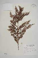 紅檜藏品圖，第1張