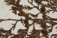 紅檜藏品圖，第3張