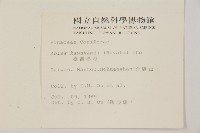 臺灣冷杉藏品圖，第2張