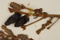 臺灣冷杉藏品圖，第3張