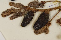 臺灣冷杉藏品圖，第4張