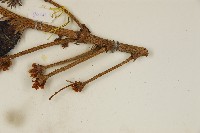 臺灣冷杉藏品圖，第5張