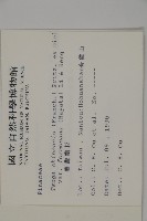 臺灣鐵杉藏品圖，第2張