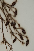 臺灣鐵杉藏品圖，第3張