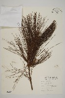 臺灣二葉松藏品圖，第1張