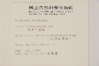 臺灣二葉松藏品圖，第2張