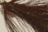 臺灣二葉松藏品圖，第3張