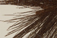 臺灣二葉松藏品圖，第4張